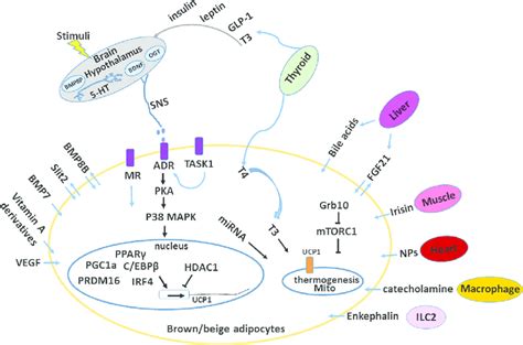 The regulation of adaptive thermogenesis. Thermogenic programme and... | Download Scientific Diagram