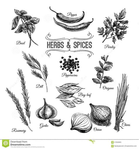 Medicinal Plants Clipart Black And White - Medicinal Plant