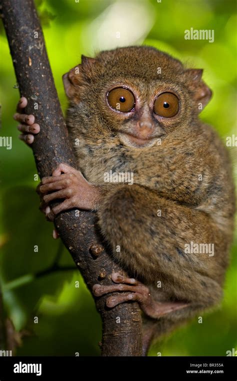 Pygmy Tarsier