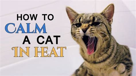 How To Calm A Cat In Heat - Catological