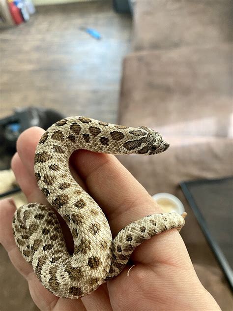 DOs and DO NOTs for your adorable new plains/Western hognose - Western Hognose - MorphMarket ...