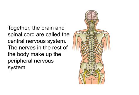 Central Nervous System Mechanisms Of Pain Modulation - vrogue.co