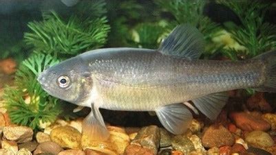 MINNOWS For Sale – Live Aquaponics