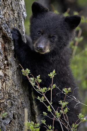 'Black Bear (Ursus Americanus) Cub of the Year or Spring Cub ...