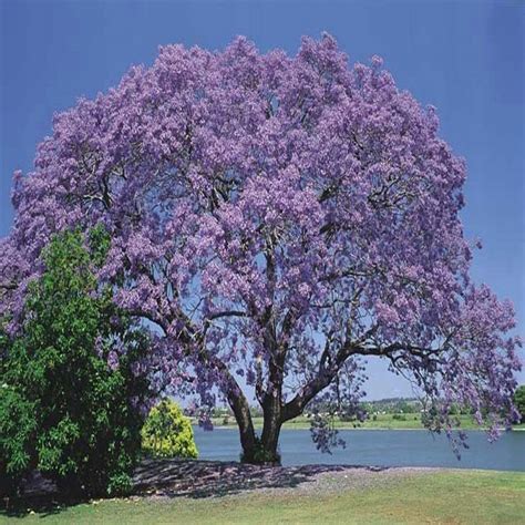 Royal Empress Tree Seeds – SEEDTOPIA