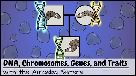 How Do Genes Determine The Traits Of An Organism Gizmo? Quick Answer ...