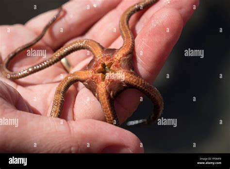 Starfish (Ophioderma longicaudum) with open mouth, in hand, La Gomera, Canary Islands, Spain ...