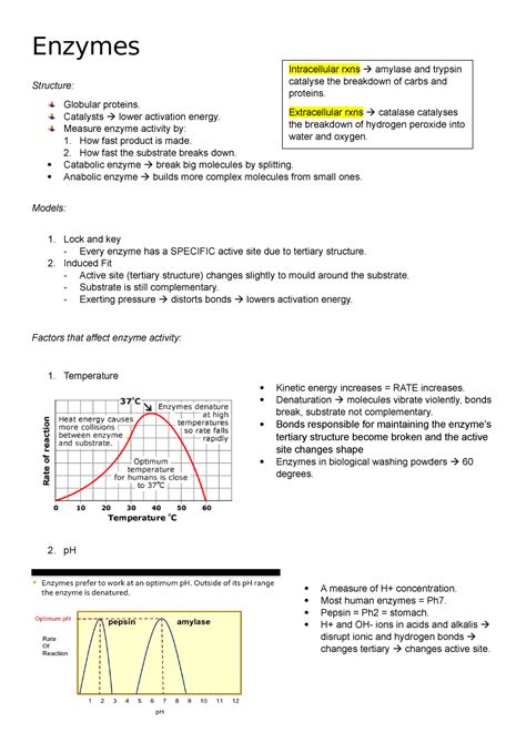 A Level Biology - Enzymes notes - Enzymes Structure: Globular proteins. Catalysts lower ...