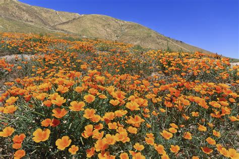 California Poppy Field - Public Policy Institute of California