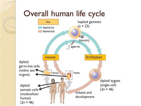 7 Stages Of Human Life Cycle