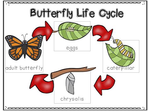 Bridge Elementary | The Very Hungry Caterpillar