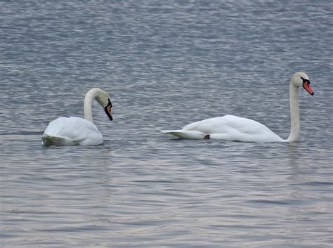 eBird Checklist - 29 Dec 2022 - Green Lake - west end - 12 species