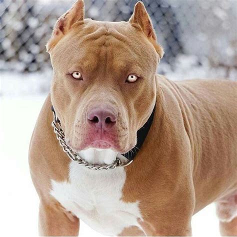 beautiful bright eyes & toasty coat colour, too bad his ears are cropped | Pitbulls, Pitbull ...