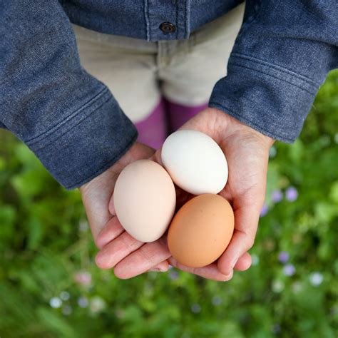 Why the Silver Laced Wyandotte is the Best Chicken Breed for a Small ...