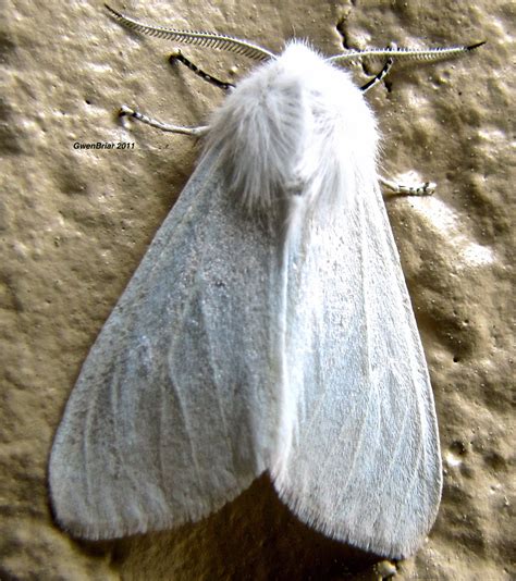 (White) Satin Moth Leucoma salicis (Linnaeus, 1758) | Butterflies and ...