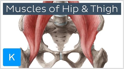 Muscles of the Hip and Thigh - Human Anatomy | Kenhub - YouTube