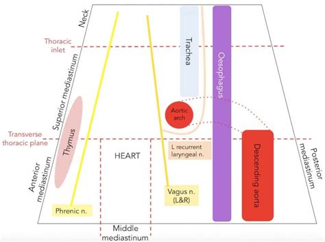 The Superior Mediastinum - Borders - Contents - TeachMeAnatomy