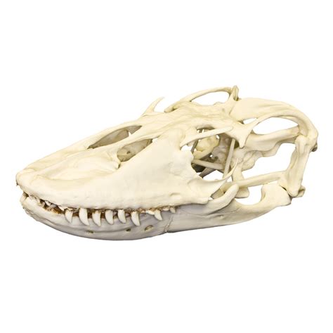 Replica Komodo Dragon Skull – Skulls Unlimited International, Inc.