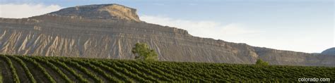 Palisade Colorado Wine Festival | Mile High Wine Tours