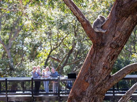 Port Stephens Koala Sanctuary | NSW Holidays & Accommodation, Things to ...