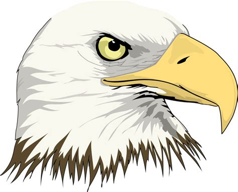 Bald Eagle Drawing Clip art - Eagle Head png download - 800*645 - Free Transparent Bald Eagle ...