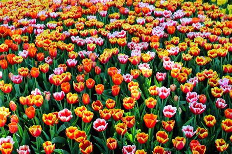 Tulipanes Flores Primavera - Foto gratis en Pixabay - Pixabay