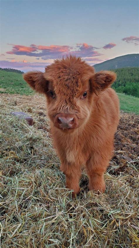 PrettyLittleThing on Twitter: "Fluffy baby cows 🥺😍🐮…