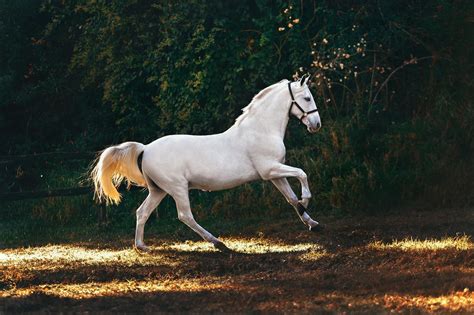 Caballo Revestido De Blanco Corriendo · Fotos de stock gratuitas