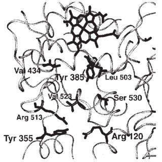 Structure of the cyclooxygenase active site of murine COX-2. | Download ...