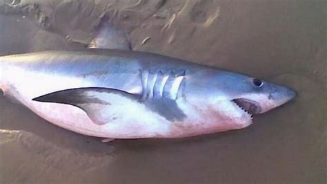 Porbeagle shark found washed up on Redcar beach - BBC News