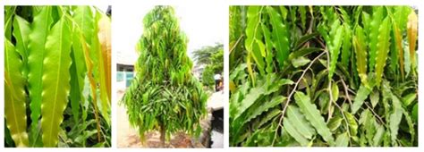 Pohon Glodokan Tiang (Polyathia Longifolia) – SD Muhammadiyah Condongcatur