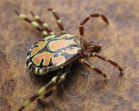 Bont Ticks (Amblyomma) identification, images, ecology