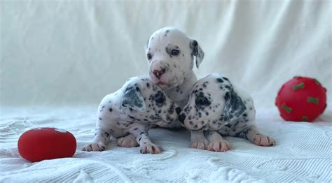 Available Mini Dalmatian Pups | Miniaturedalmatians.com LLC - Miniature Dalmatians