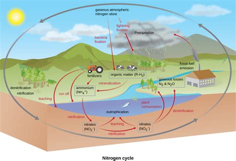 8.6: Biogeochemical Cycles - Biology LibreTexts