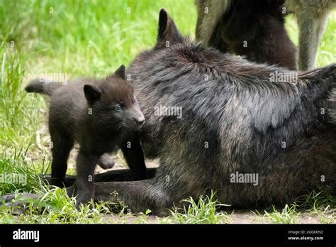 Timber wolf, american wolf (Canis lupus occidentalis) pups at burrow, Germany Stock Photo - Alamy