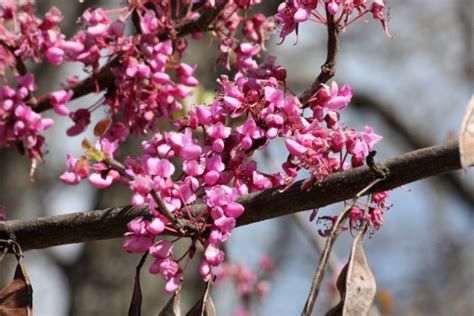 Redbud Tree Blooms Close-up Free Stock Photo - Public Domain Pictures