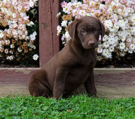 Lab Puppies For Sale In Michigan Under 300 / Australian Shepherd/Chocolate Lab Mix For Sale ...