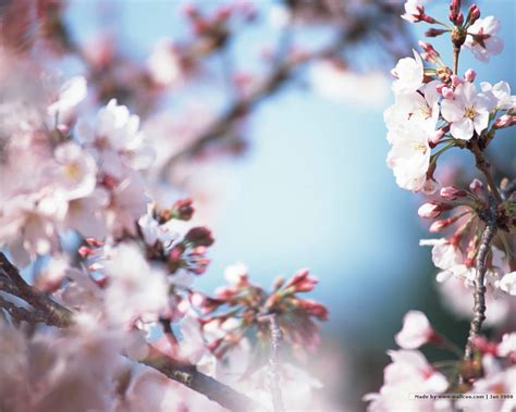 🔥 [40+] Japanese Cherry Blossom Desktop Wallpapers | WallpaperSafari