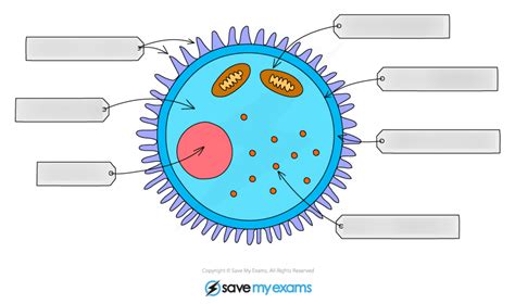 Diagram of Biology - Egg Cell | Quizlet