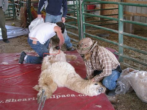 Shearing Alpacas, Biosecure Alpaca Shearing, Alpaca Shearer