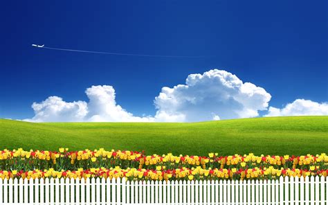 1920x1080 resolution | yellow and red Tulip flower field at daytime HD wallpaper | Wallpaper Flare