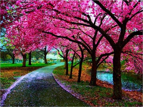 Japan Cherry Blossom Wallpapers - Top Free Japan Cherry Blossom Backgrounds - WallpaperAccess