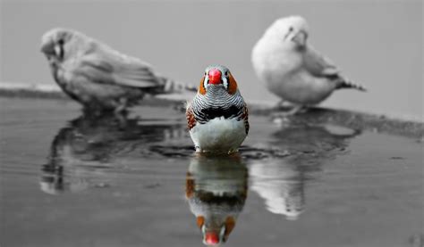 Free Images : orange, birds, duck, vertebrate, water bottle, bill, zebra finch, red beak ...