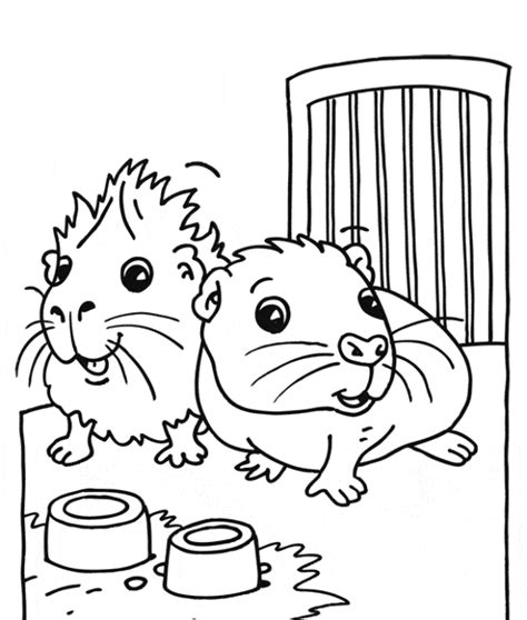 10 Adorable Guinea Pig Coloring Pages – Craftwhack