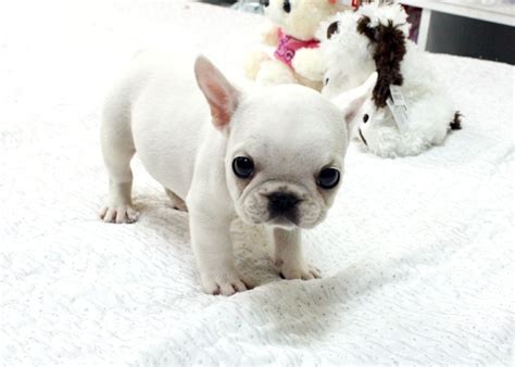 Teacup French Bulldog Puppy Animals Wallpapers HD | Bulldog puppies ...