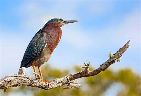 Birds In Indiana: 27 Most Impressive And Colorful Species In This State