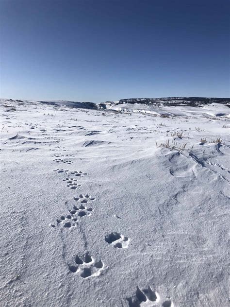 Colorado prepares for wolf reintroduction - The Wildlife Society