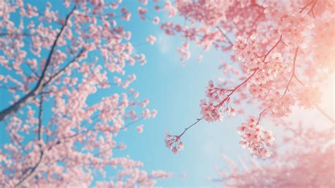 Wallpaper trees, 4k, 5k wallpaper, sakura, spring, Nature #8972