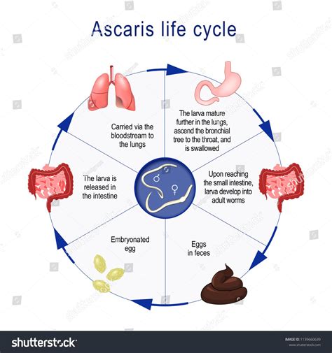 Ascaris life cycle. The arrows indicate the direction of worm migration in the human body and ...