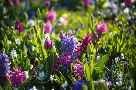 Free Images : nature, grass, blossom, bokeh, meadow, flower, tulip ...